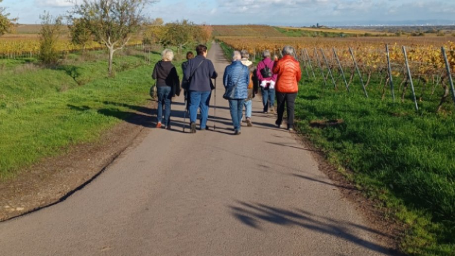 Eine Gruppe Seniorinnen mit Jacken und teilweise Walkingstöcken läuft einen Feldweg entlang. Darunter zwei Fotos im Weinberg an einem Rastplatz, wo das Schild des Bewegungsparcours steht. 