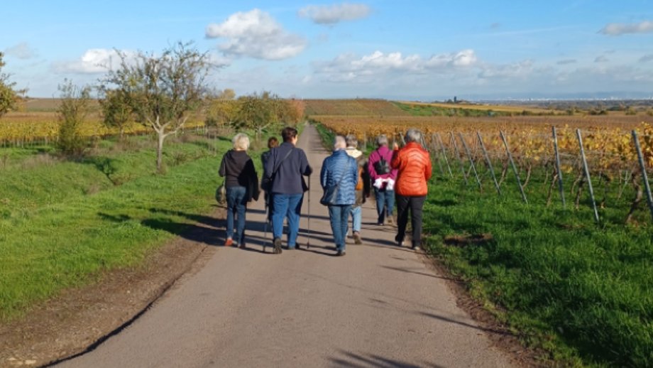 Eine Gruppe Seniorinnen mit Jacken und teilweise Walkingstöcken läuft einen Feldweg entlang. Darunter zwei Fotos im Weinberg an einem Rastplatz, wo das Schild des Bewegungsparcours steht. 