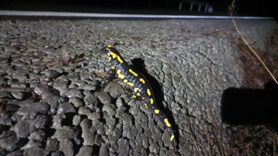 Ein Feuersalamander auf einer Straße.