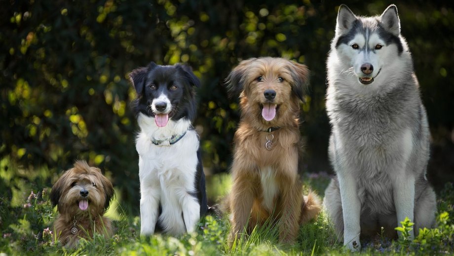 Vier verschiedene Hunde. 