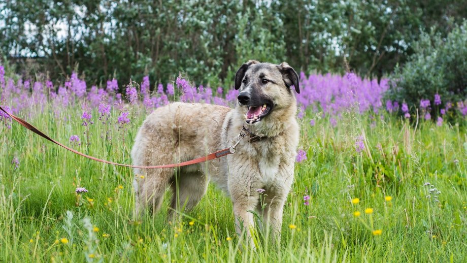 Ein angeleinter Hund steht auf einer Wiese mit hohem Gras.