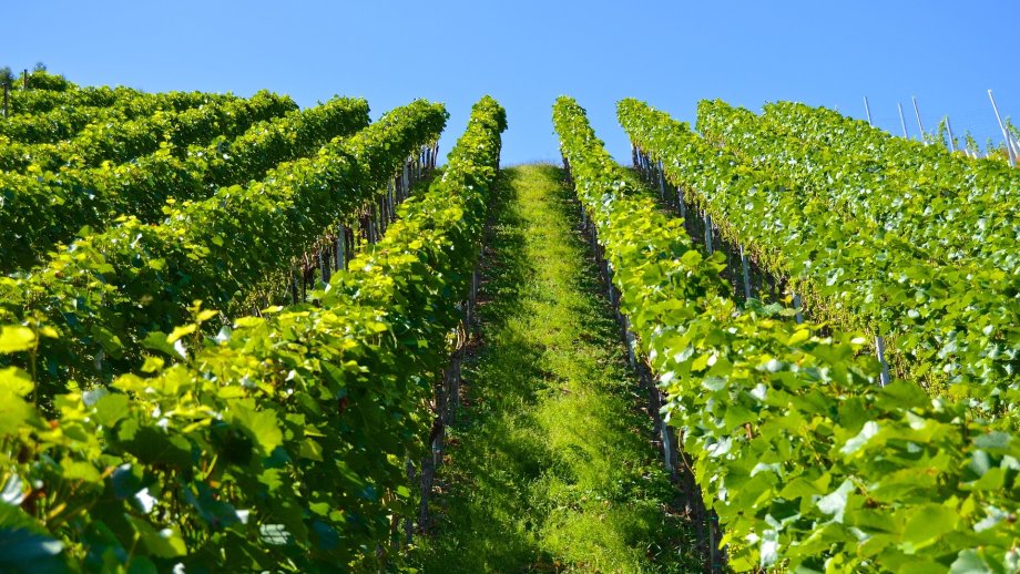 Zeilen eines Weinbergs.