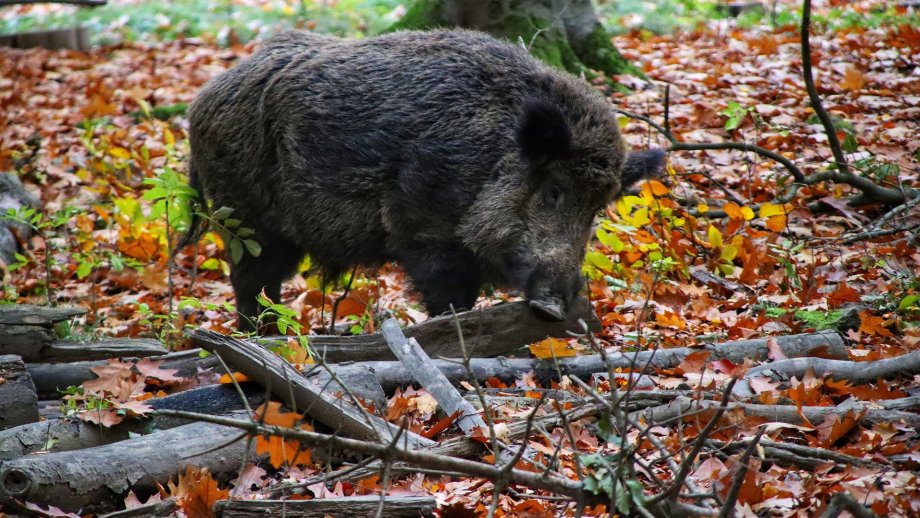 Ein Wildschwein im Wald.