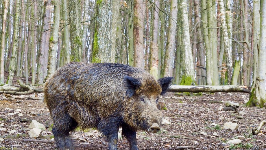 Ein Wildschwein im Wald.