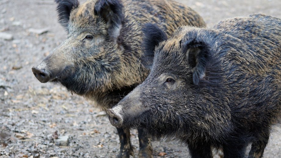 Zwei Wildschweine.