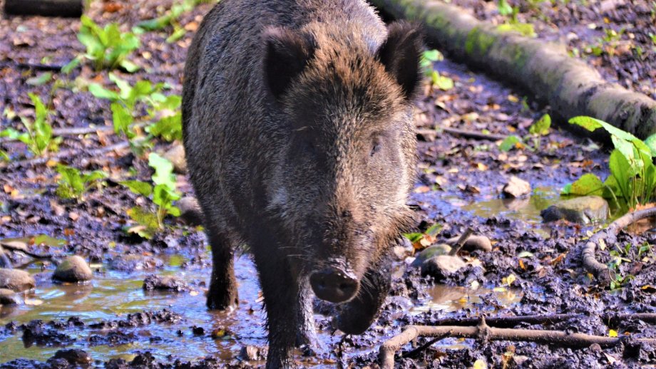 Ein Wildschwein im Wald.